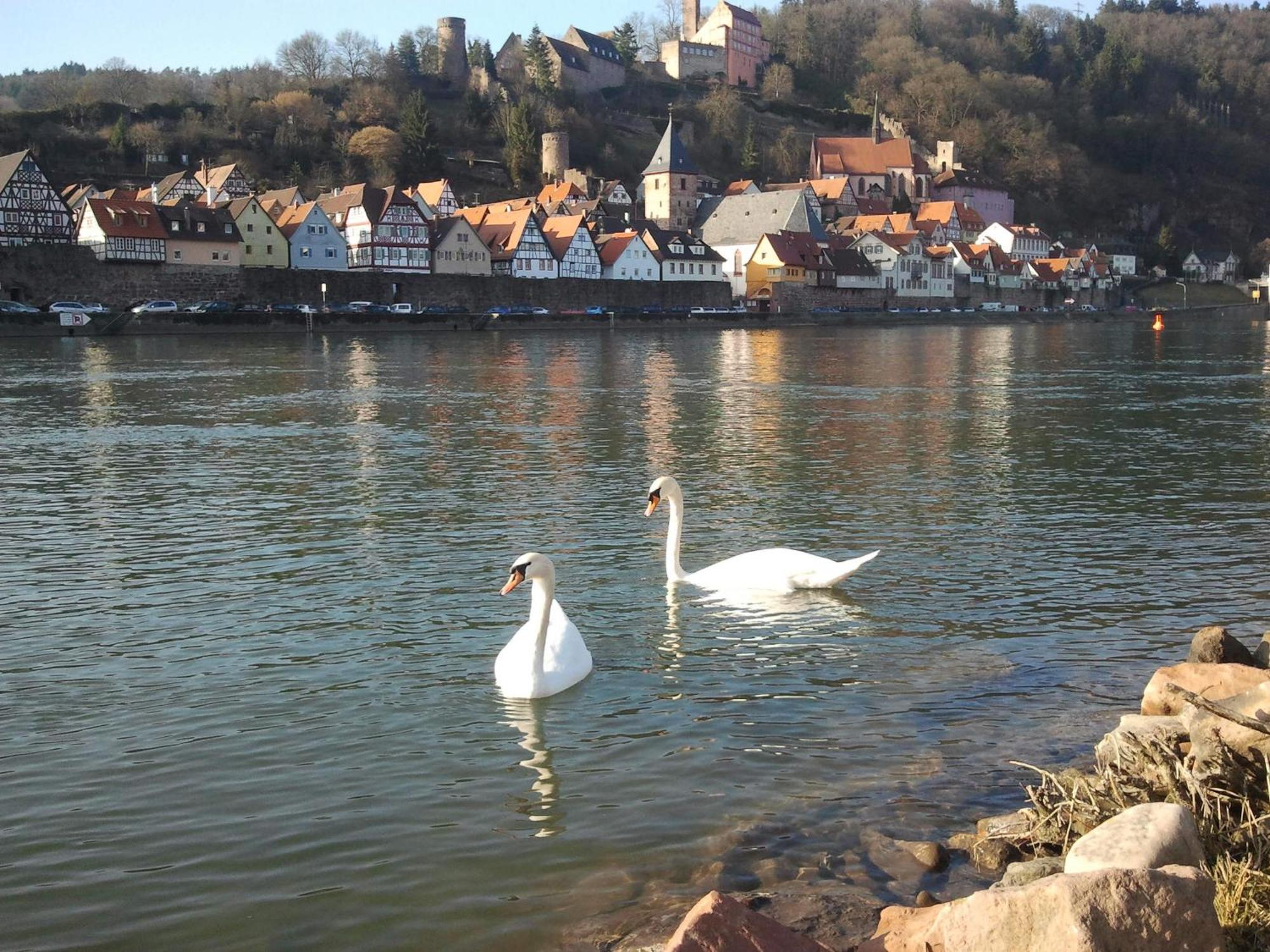 Romantisches Hirschhorn Am Neckar Kültér fotó